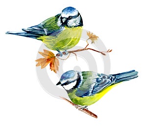 TWO TITTS SITTING ON A BRANCH. FOREST BIRDS, WILDLIFE. HAND-PAINTED WATERCOLOR ILLUSTRATION